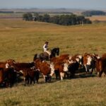 União Europeia limita entrada de carnes, pescado e mel produzidos no Brasil União Europeia limita entrada de carnes, pescado e mel produzidos no Brasil