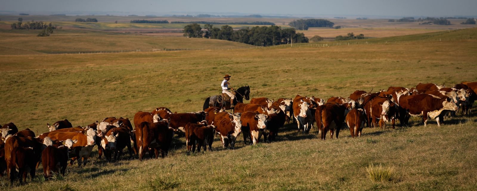 União Europeia limita entrada de carnes, pescado e mel produzidos no Brasil - Imagem do artigo
