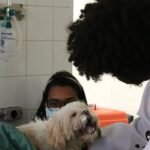 Prática ilegal da medicina veterinária agora é tipificada como crime no Brasil