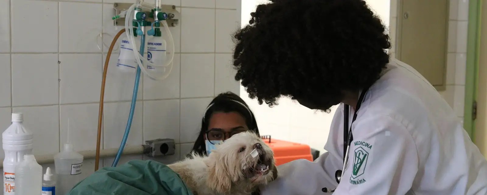 Prática ilegal da medicina veterinária agora é tipificada como crime no Brasil - Imagem do artigo