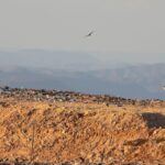 Tribunais destinam Semana da Pauta Verde a julgamentos ambientais