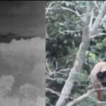 Raro flagrante registra casal de guigós com três filhotes no Sul do Espírito Santo