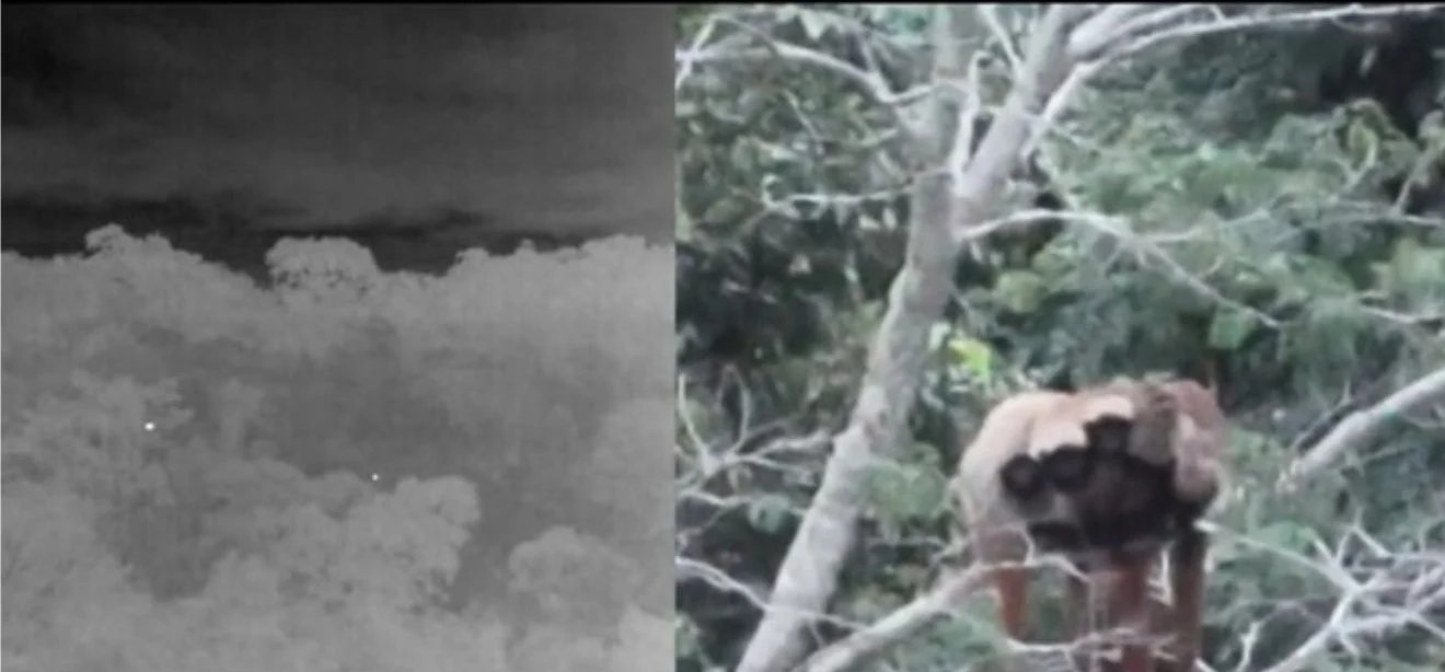 Raro flagrante registra casal de guigós com três filhotes no Sul do Espírito Santo - Imagem do artigo