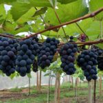 Turismo de experiência impulsiona produção de uvas e vinhos no Espírito Santo Turismo de experiência impulsiona produção de uvas e vinhos no Espírito Santo