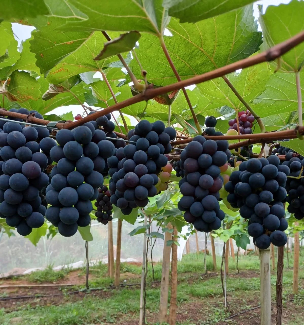 Turismo de experiência impulsiona produção de uvas e vinhos no Espírito Santo - Imagem do artigo