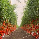 Estufas dominam cultivo de tomate e mudam paisagem da Serra Capixaba