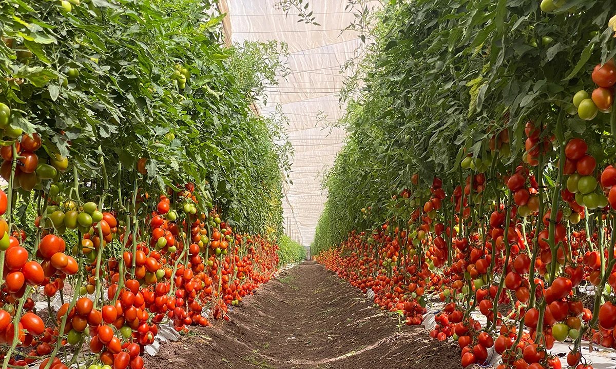 Estufas dominam cultivo de tomate e mudam paisagem da Serra Capixaba - Imagem do artigo