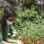 Programa “Viva Maria” debate uso de plantas medicinais no autocuidado Programa “Viva Maria” debate uso de plantas medicinais no autocuidado
