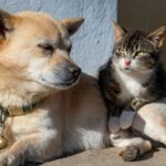 Vitória autoriza licitação para realizar primeiro censo de cães e gatos da capital
