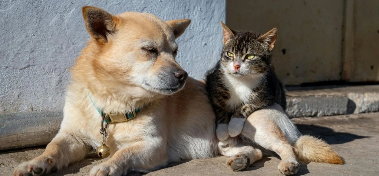 Vitória autoriza licitação para realizar primeiro censo de cães e gatos da capital - Imagem do artigo