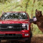 Ford submete F-150 a teste de segurança com urso Kodiak de 360 kg