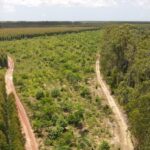 Corredores ecológicos impulsionam conservação de 24 espécies no Espírito Santo