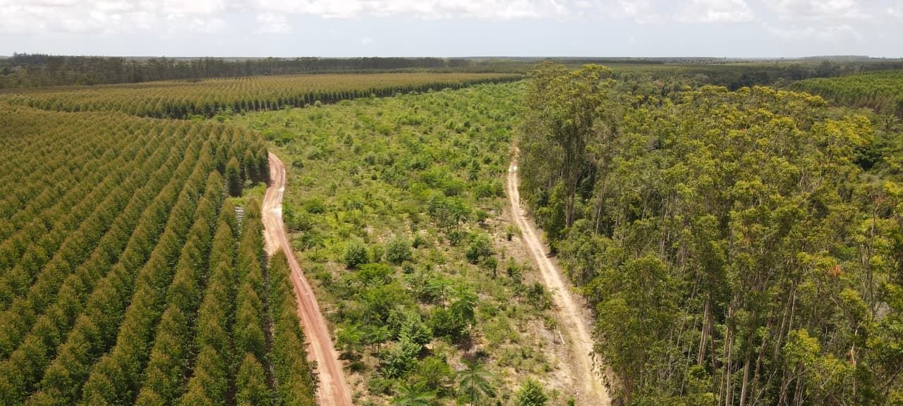 Corredores ecológicos impulsionam conservação de 24 espécies no Espírito Santo - Imagem do artigo