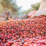 Chuvas atrasam colheita do café arábica; apenas 29% da safra brasileira foi colhida