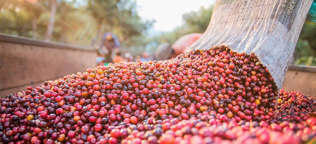 Chuvas atrasam colheita do café arábica; apenas 29% da safra brasileira foi colhida - Imagem do artigo