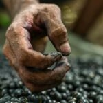 Preço do açaí recua nos mercados do Pará