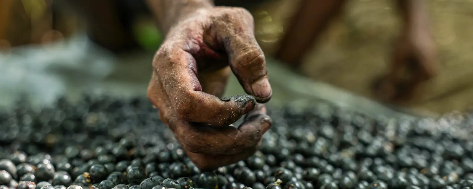 Preço do açaí recua nos mercados do Pará - Imagem do artigo