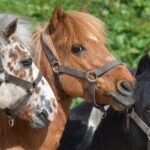 Mini fazendinha começa nesta sexta-feira em Cariacica com pôneis, burros e carneiros