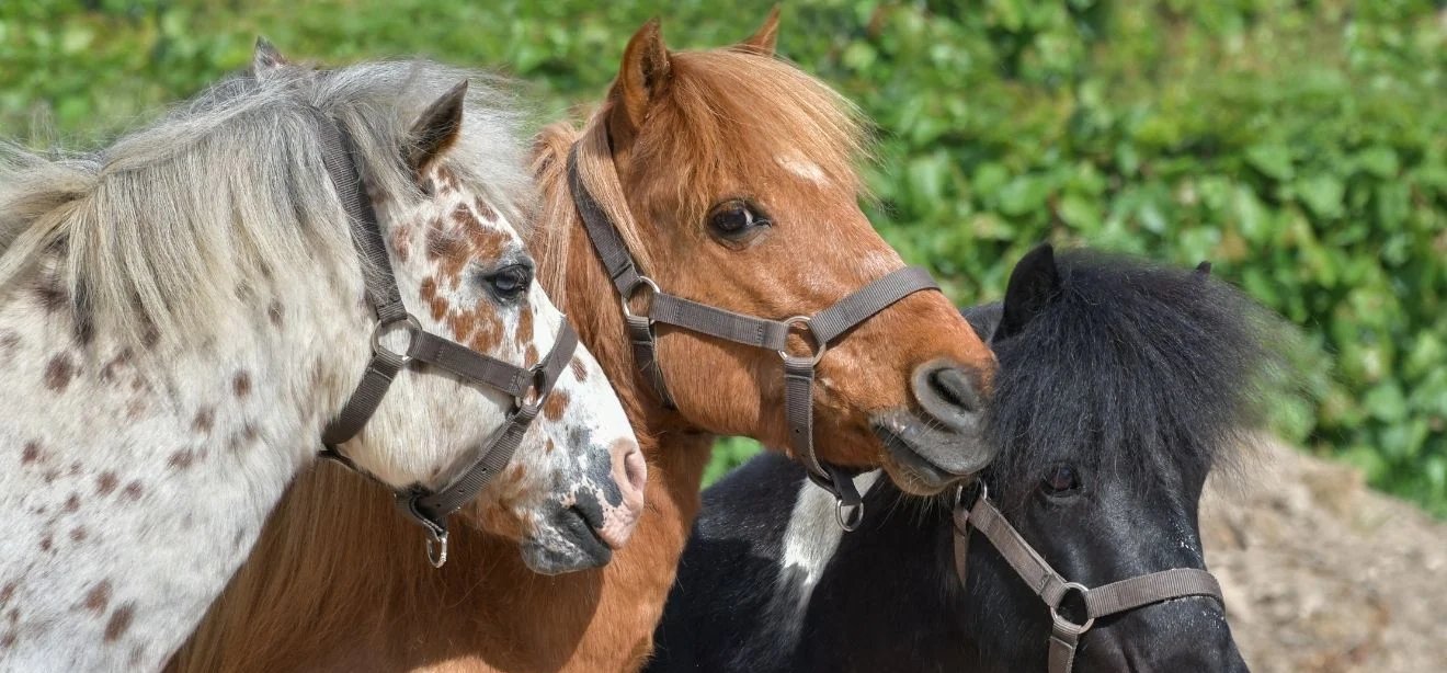 Mini fazendinha começa nesta sexta-feira em Cariacica com pôneis, burros e carneiros - Imagem do artigo