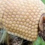 Tatu-bola, mascote da Copa, segue ameaçado e ganhará plano de proteção Tatu-bola, mascote da Copa, segue ameaçado e ganhará plano de proteção