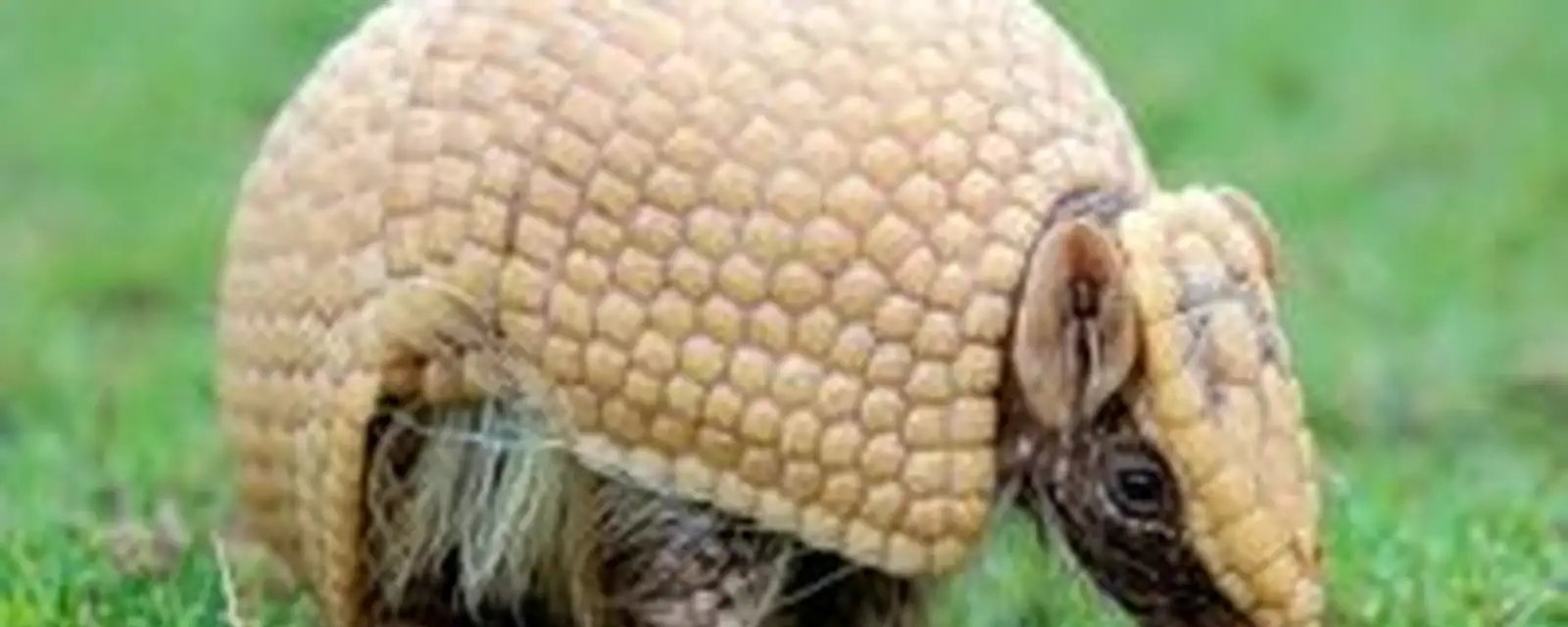Tatu-bola, mascote da Copa, segue ameaçado e ganhará plano de proteção - Imagem do artigo