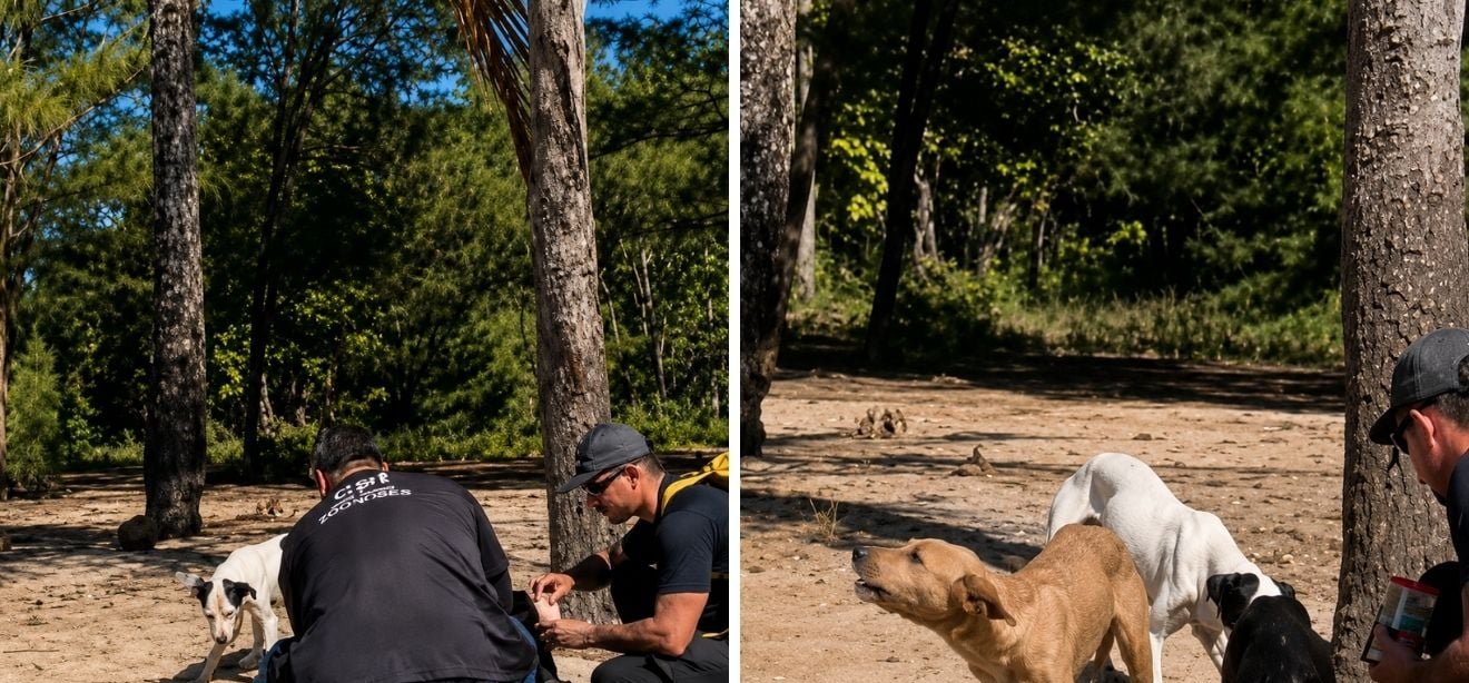 Equipes resgatam cão abandonado em manguezal de Guarapari - Imagem do artigo