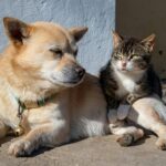 Cadastro para Castração Gratuita de Animais em Cariacica Inicia Nesta Quarta-feira Cadastro para Castração Gratuita de Animais em Cariacica Inicia Nesta Quarta-feira
