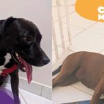 Cadela Akira Some em Vila Velha e Família Busca por Informações