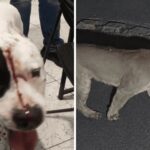 Pitbull é ferido ao proteger família de onça parda em condomínio