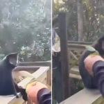 Agressão a macaco-prego em parque de SC gera investigação policial